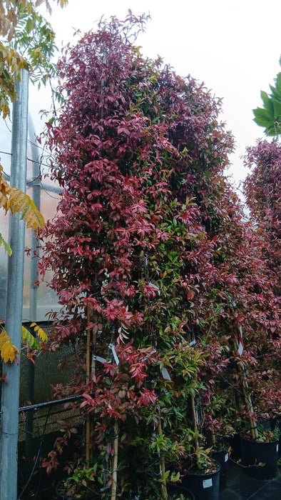 Trachelospermum jasminoides (Star Jasmine)