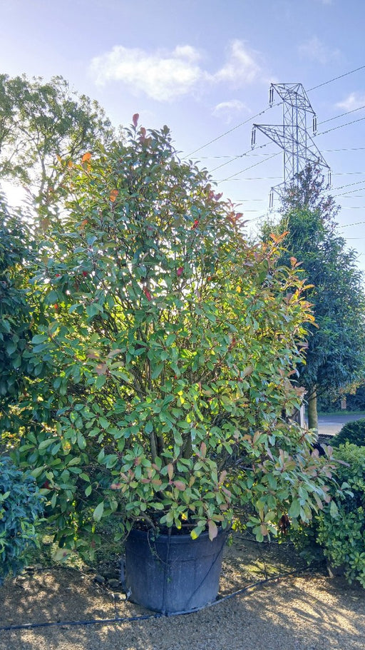Photinia fraseri 'Red Robin'