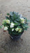 Helleborus niger 'Christmas Carol' (Christmas Rose)