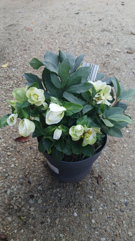 Helleborus niger 'Christmas Carol' (Christmas Rose)