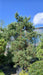 Pinus sylvestris (Scots Pine)