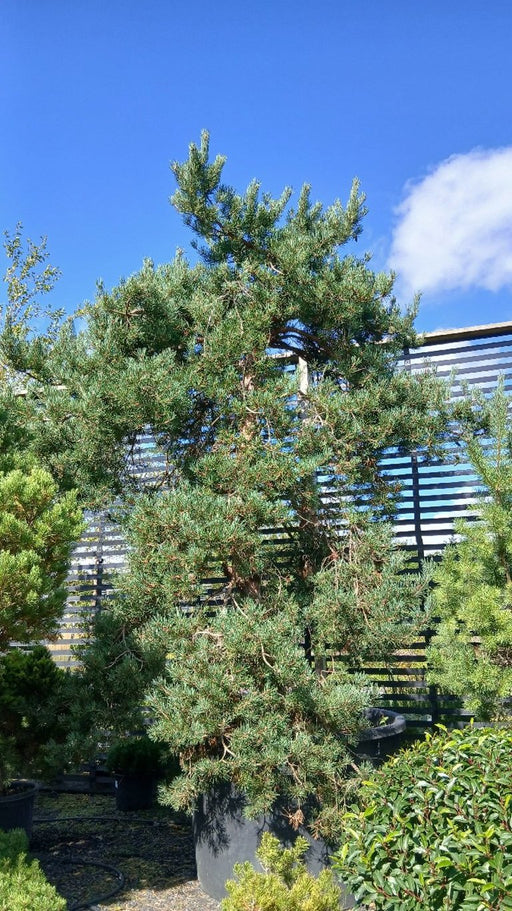Pinus sylvestris (Scots Pine)