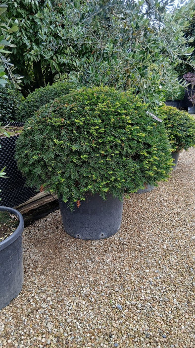 Taxus baccata
