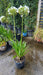 Agapanthus 'Umbellatus Albus'