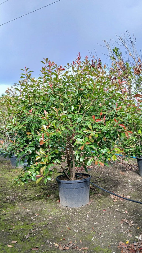 Photinia fraseri 'Red Robin'