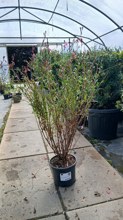 Gaura l. 'Siskiyou Pink'