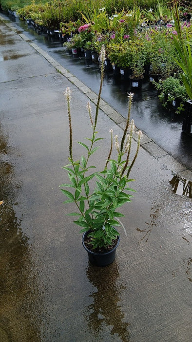 Veronicastrum virginicum 'Album' (Culver's Root)