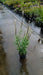 Veronicastrum virginicum 'Album' (Culver's Root)