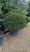 Taxus baccata