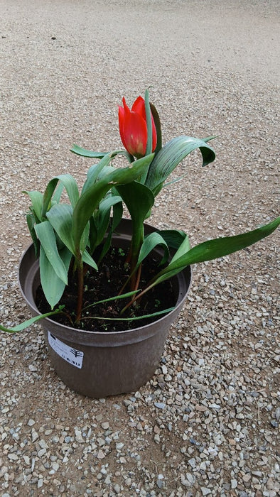 Tulipa greggii Mix