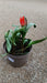 Tulipa greggii Mix