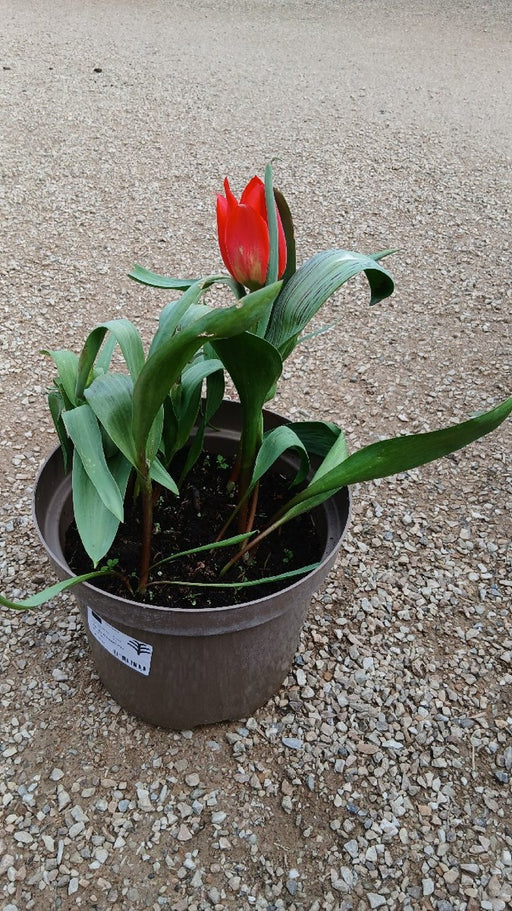 Tulipa greggii Mix