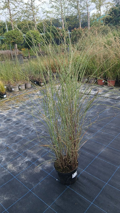 Miscanthus sinensis 'Morning Light'