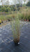 Miscanthus sinensis 'Morning Light'