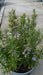 Rosmarinus officinalis (Rosemary)