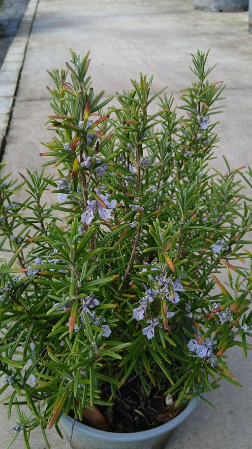 Rosmarinus officinalis (Rosemary)