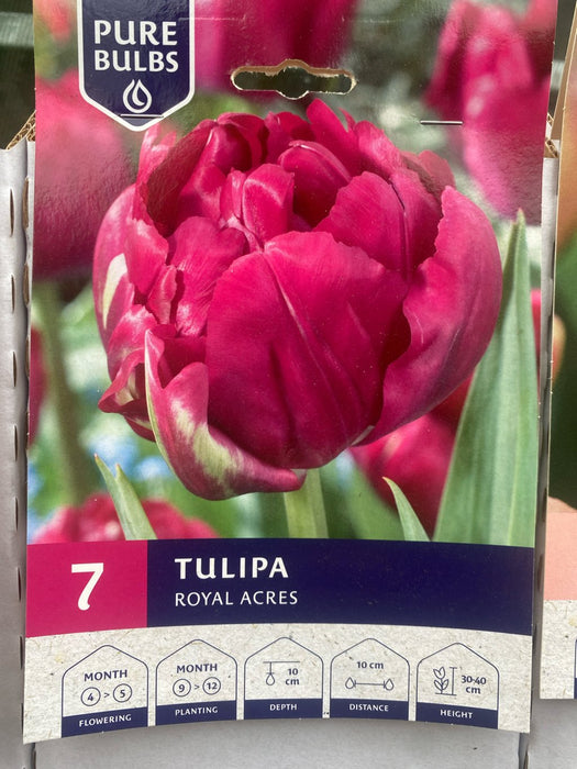 Tulipa 'Royal Acres'