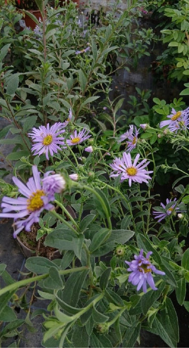 Aster x frikartii 'Mönch'