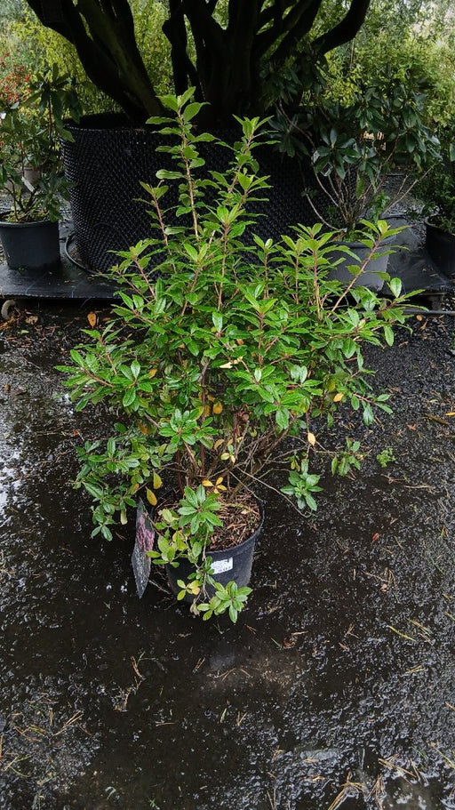 Escallonia laevis