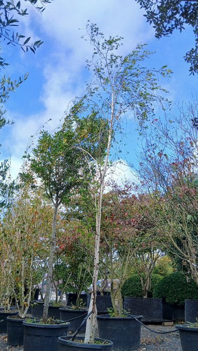 Betula pendula (Silver Birch)