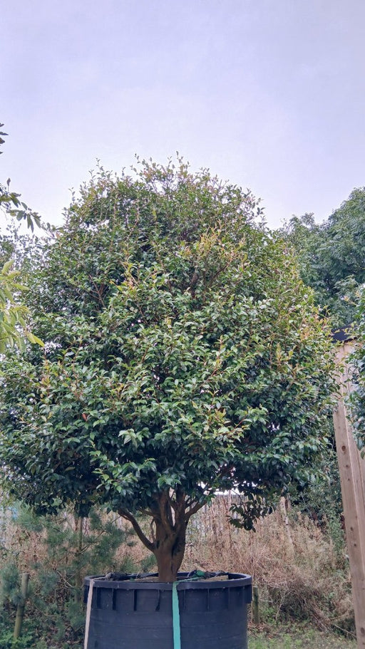 Camellia sasanqua 'Kanjuro'