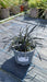 Ophiopogon planiscapus 'Nigrescens' (Black Mondo Grass)