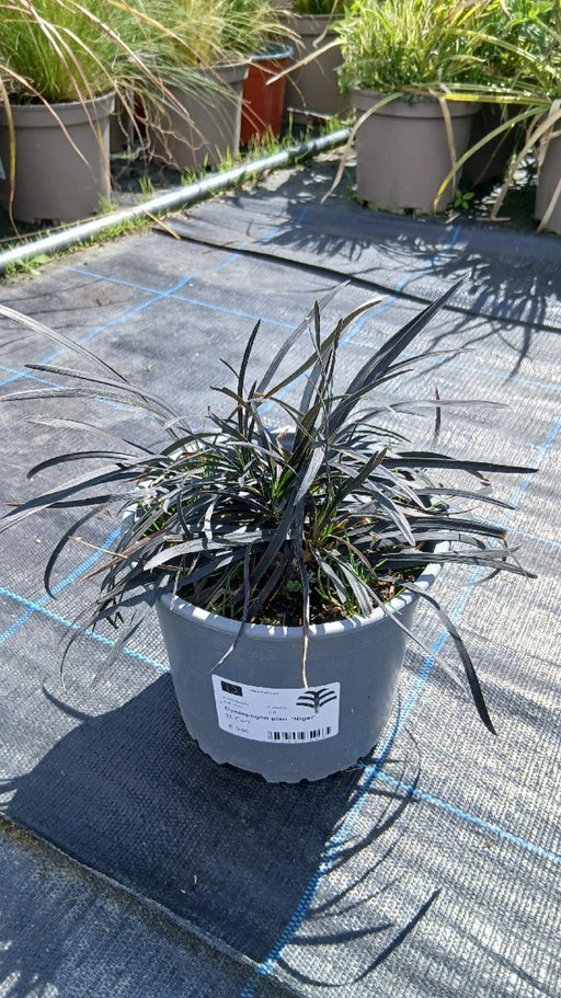 Ophiopogon planiscapus 'Nigrescens' (Black Mondo Grass)