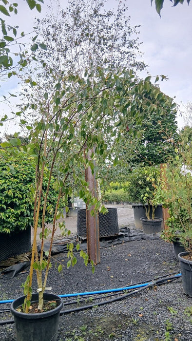 Betula utilis 'Grayswood Ghost'