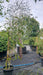 Betula utilis 'Grayswood Ghost'