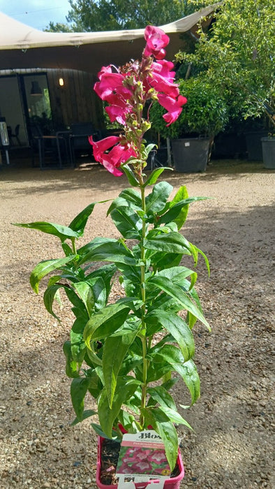 Penstemon 'Polaris Magenta'