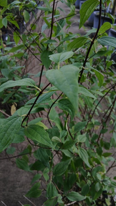 Philadelphus 'Lemoinei' (Mock Orange)