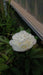 Paeonia 'Shirley Temple' (Peony)