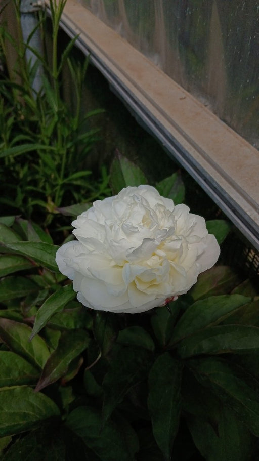 Paeonia 'Shirley Temple' (Peony)