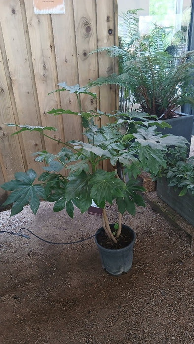 Fatsia japonica (Japanese Aralia)