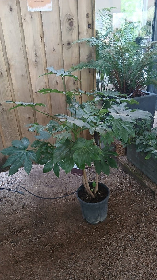 Fatsia japonica (Japanese Aralia)