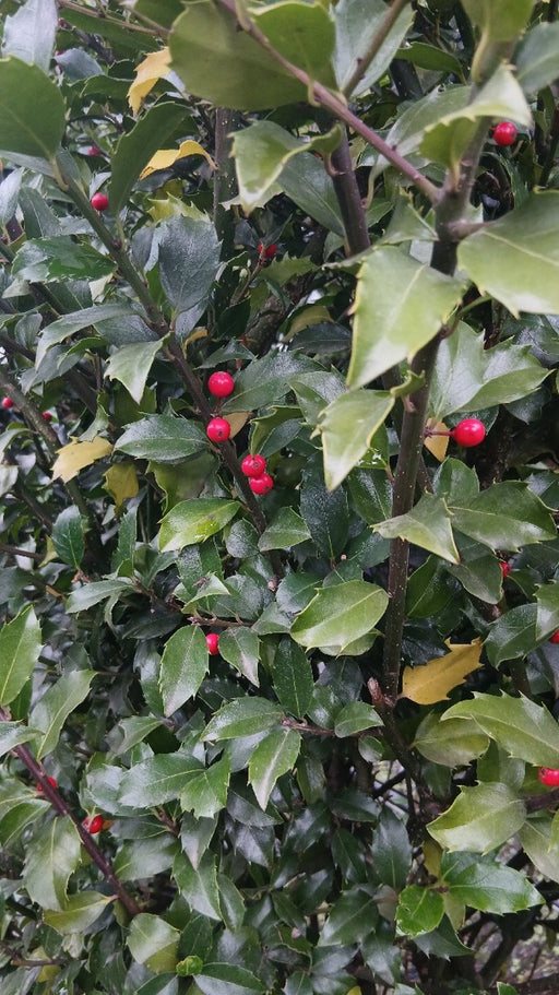 Ilex meserv. Blue Maid