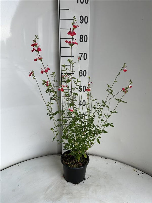 Salvia microphylla 'Hot Lips'