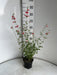 Salvia microphylla 'Hot Lips'