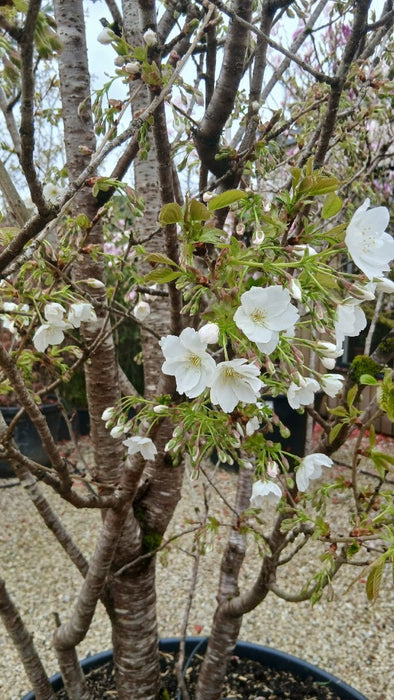 Prunus serrulata 'Jo-nioi' (Flowering Cherry)