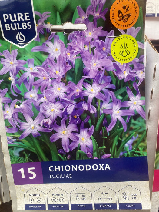 Chionodoxa luciliae (Glory of the Snow)