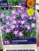 Chionodoxa luciliae (Glory of the Snow)
