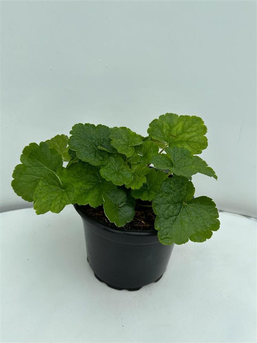 Tellima grandiflora (Fringe Cups)