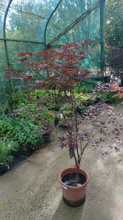 Acer palmatum 'Bloodgood'