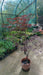 Acer palmatum 'Bloodgood'