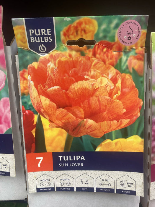 Tulipa 'Sun Lover'