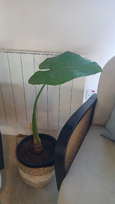 Alocasia macrorrhizos (Giant Taro)