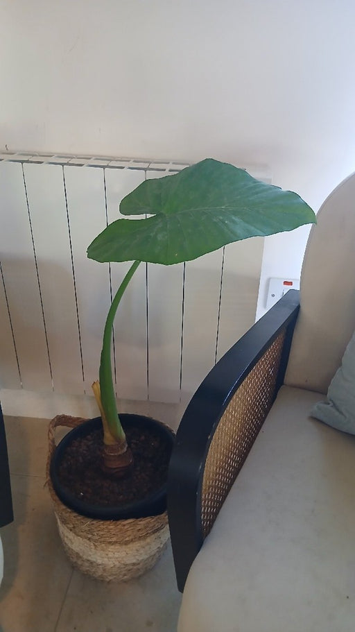 Alocasia macrorrhizos (Giant Taro)