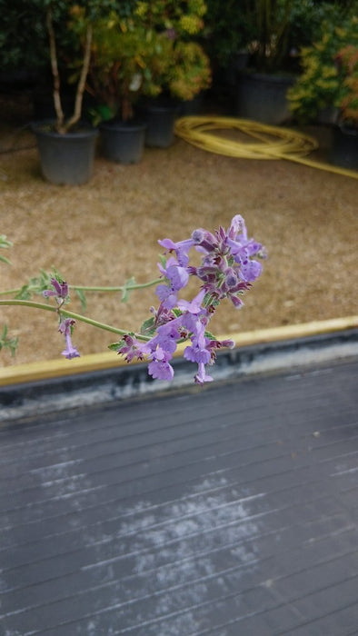 Nepeta 'Walker's Low' (Catmint)