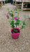 Phlox 'Famous Cerise'
