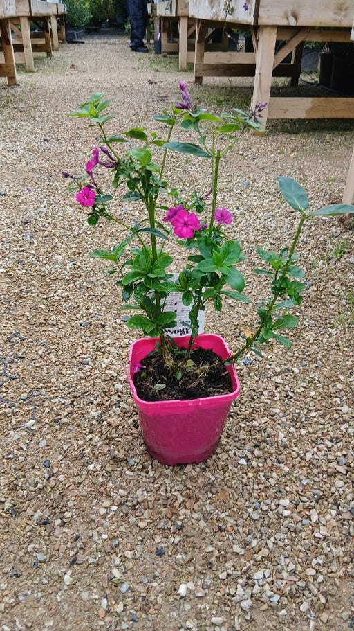 Phlox 'Famous Cerise'